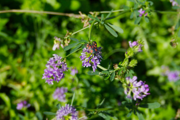 Six-spot Burnet (Zygaena filipendulae) perched on purple flower in Zurich, Switzerland