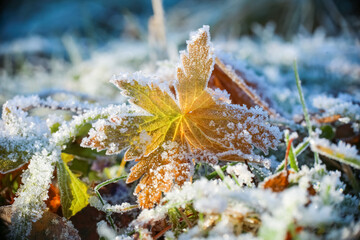 frost on the leaf