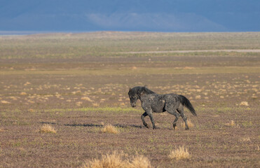 Majestic Wild Horse in Spring in the Utah Desert