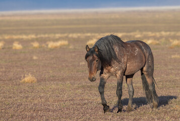 Majestic Wild Horse in Spring in the Utah Desert