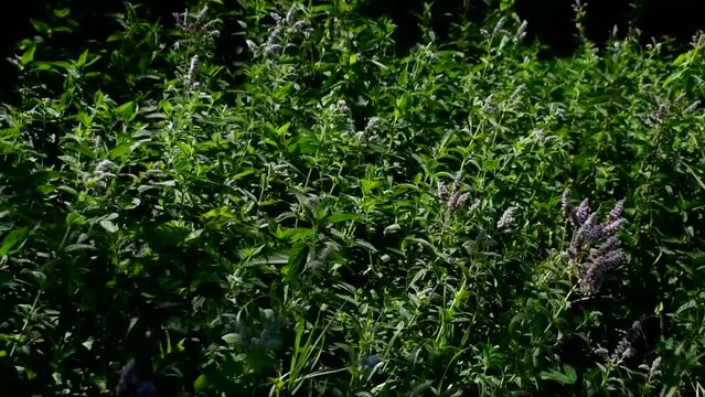 Orties en fleures qui prennent le vent (slowmo 50%)