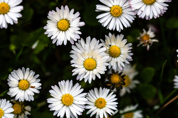 Bellis perennis flower. Daisy blooms in spring