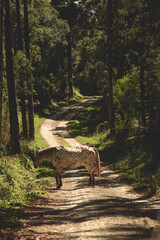 forest in the forest