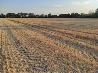 Grain field with trees in the background. A clear summer evening.