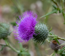 Close-up of purple Scottish Thistle flower