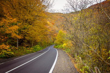 Naklejka premium The colors and textures of autumn season in beautiful sceneries, landscape, flowers and leaves