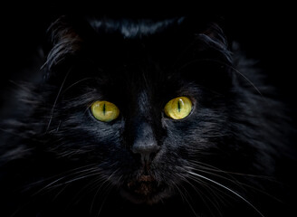 Close-up of black cat with yellow green eyes