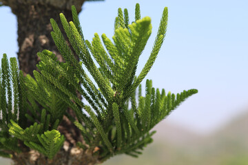 Close up view of a branch of pine tree in the forest, with the background of clear blue sky