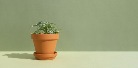 Home plant fittonia in a clay brown pot on a green background. The concept of minimalism. Houseplants in a modern interior. Banner.