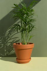 Home plant hamedorea or Areca palm in a clay brown pot on a green background. The concept of minimalism. Houseplants in a modern interior.