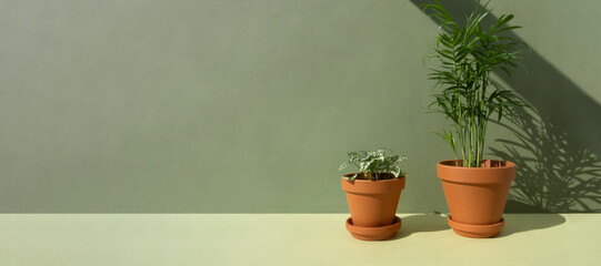 Home plants fittonia and hamedorea or Areca palm in a clay brown pots on a green background. The concept of minimalism. Houseplants in a modern interior. Banner.