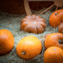 Pumpkins in the hay. Autumn decorative background.