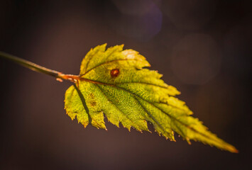The colors and textures of autumn season in beautiful sceneries, landscape, flowers and leaves