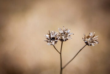 The colors and textures of autumn season in beautiful sceneries, landscape, flowers and leaves