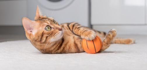 Bengal cat plays with a ball on the floor.