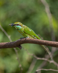 The Asian green bee-eater, also known as little green bee-eater, and green bee-eater in Sri Lanka, is a near passerine bird in the bee-eater family.