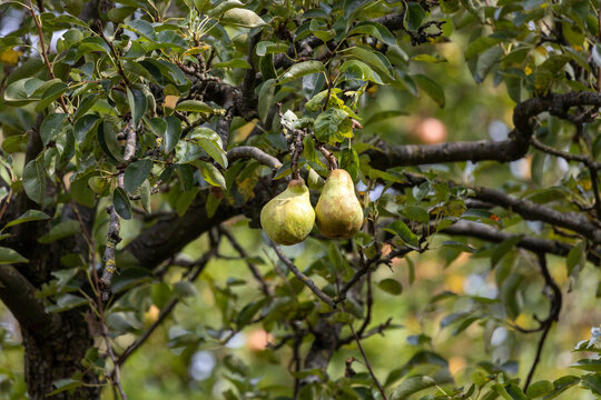 Obst