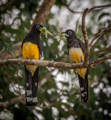 Couple of trogon birds with yellow and black feathers face to face eating green insect perched on a tree in the tropical forest of Tulum on a cloudy afternoon