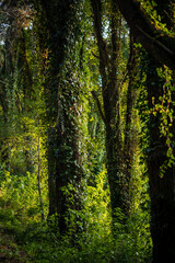 Fototapeta premium Natureza - Sintra