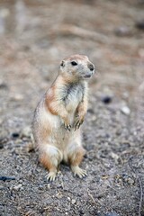 Prairie dog (Cynomys) in the woods standing on its little hind legs and looking to the side
