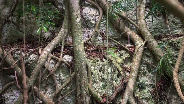 Many roots of trees and lianas in dense tropical jungle rainforest. Unique nature
