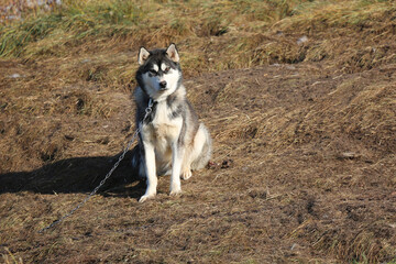 Husky