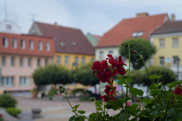 Fototapeta na wymiar CITY LANDSCAPE - Blooming flowers among the tenement houses of the town hall square