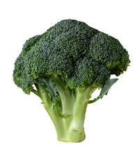 Broccoli Still LIfe