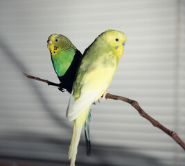 parrots on a branch