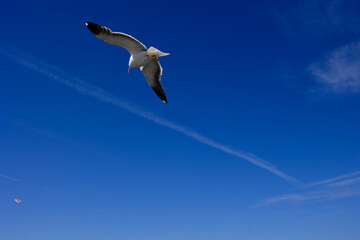 Seagull flying high on the wind. Beautiful blue sky.