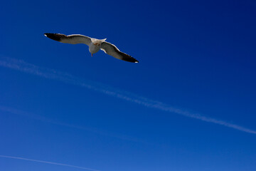 Fototapeta na wymiar Seagull flying high on the wind. Beautiful blue sky.