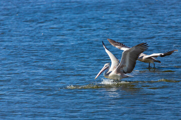 A beautiful side view of a flying Great white pelican or Rosy pelican (Pelecanus onocrotalus) in a blurred background at Mysuru India