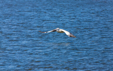 A beautiful side view of a flying Great white pelican or Rosy pelican (Pelecanus onocrotalus) in a blurred background at Mysuru India