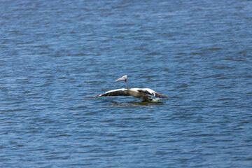 Fototapeta premium A beautiful side view of a flying Great white pelican or Rosy pelican (Pelecanus onocrotalus) in a blurred background at Mysuru India