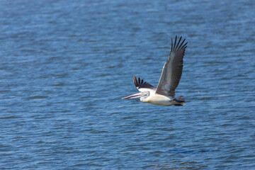 A beautiful side view of a flying Great white pelican or Rosy pelican (Pelecanus onocrotalus) in a blurred background at Mysuru India