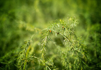 Beautiful close up and details of green leaves
