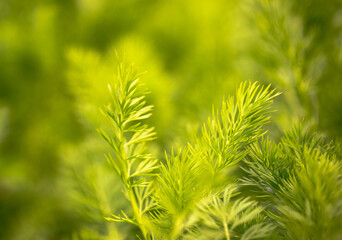 Beautiful close up and details of green leaves
