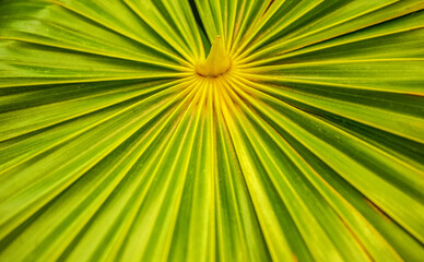 Beautiful close up and details of green leaves
