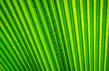 Beautiful close up and details of green leaves
