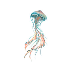 Obraz na płótnie Canvas Watercolor illustration of a sea jellyfish isolated object on a white background. Colorful, beautiful. Underwater world. For the design of postcards, posters, stickers, designs, patterns.