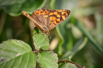 Butterfly perched on green leaves