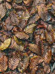 fallen decorative autumn leaves on the ground