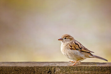 Birds photos with beautiful close up detailes sitting on the branches, swimming or flying in their natural habitat, wildlife photography.
