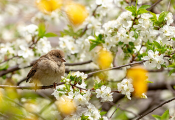 Fototapeta premium Birds photos with beautiful close up detailes sitting on the branches, swimming or flying in their natural habitat, wildlife photography. 