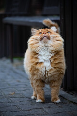Naklejka na ściany i meble big red fluffy cat on the street looks up