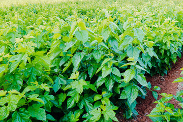 Blackberry plantation in Mato Grosso do Sul. Mulberry leaves are used to feed silkworms for cocoon production and silk thread extraction.