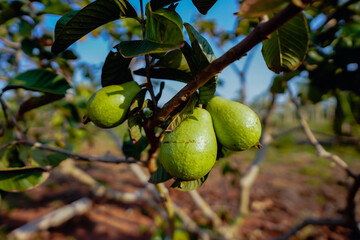 The guava plantation in Mato Grosso do Sul. Brazil is the world leader in red guava production.
