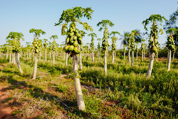 The formosa papaya plantation in Mato Grosso do Sul. This cultivation is done by family farmers who...