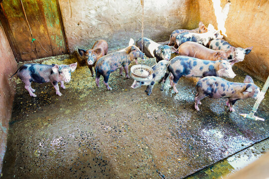 The Free-range Pig Farming On A Rural Family Farm In Mato Grosso Do Sul. Brazil Stands Firm As The Fourth Largest Producer And Exporter Of Pork.