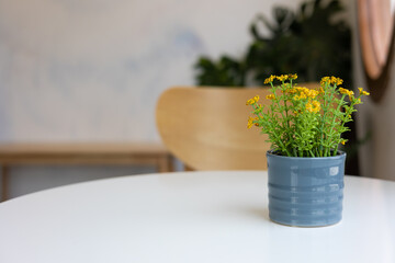 Selective focus and blurred background of beautiful flower on ceramic pot on white table shows concept of minimal interior design for house (living room) and cafeteria with bright and clean light.